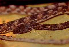 Nothopsis rugosus