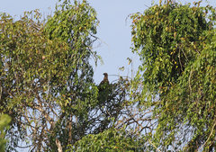 Haliaeetus vociferoides