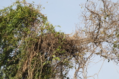 Haliaeetus vociferoides
