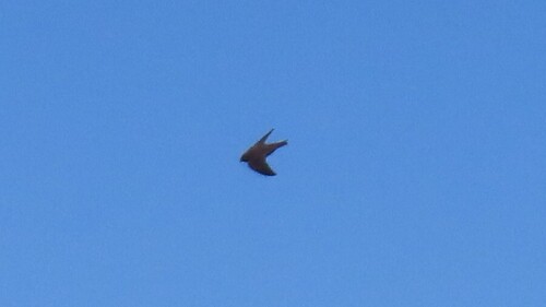 Red-throated Rock Martin (Ptyonoprogne rufigula)