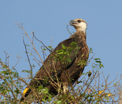 Haliaeetus vociferoides