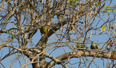 Treron australis