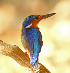 Corythornis vintsioides