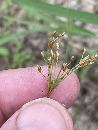 Capillary hairsedge (Bulbostylis ciliatifolia)