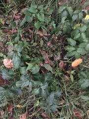 Persicaria longiseta