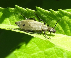Epicauta bipunctata
