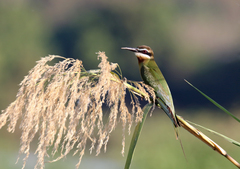 Merops superciliosus