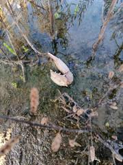 Callinectes arcuatus