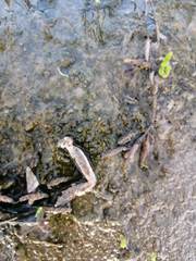 Callinectes arcuatus