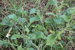 Magnoliopsida