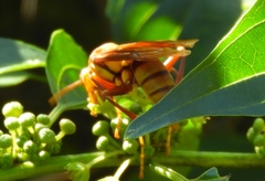 Polistes carnifex carnifex