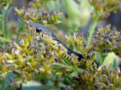 Thamnophis sirtalis semifasciatus