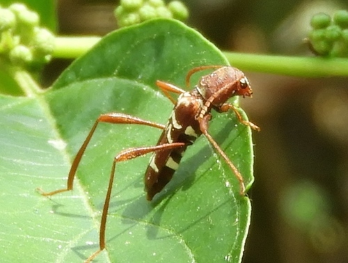 seepwillow borer