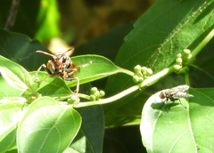 Polistes pacificus