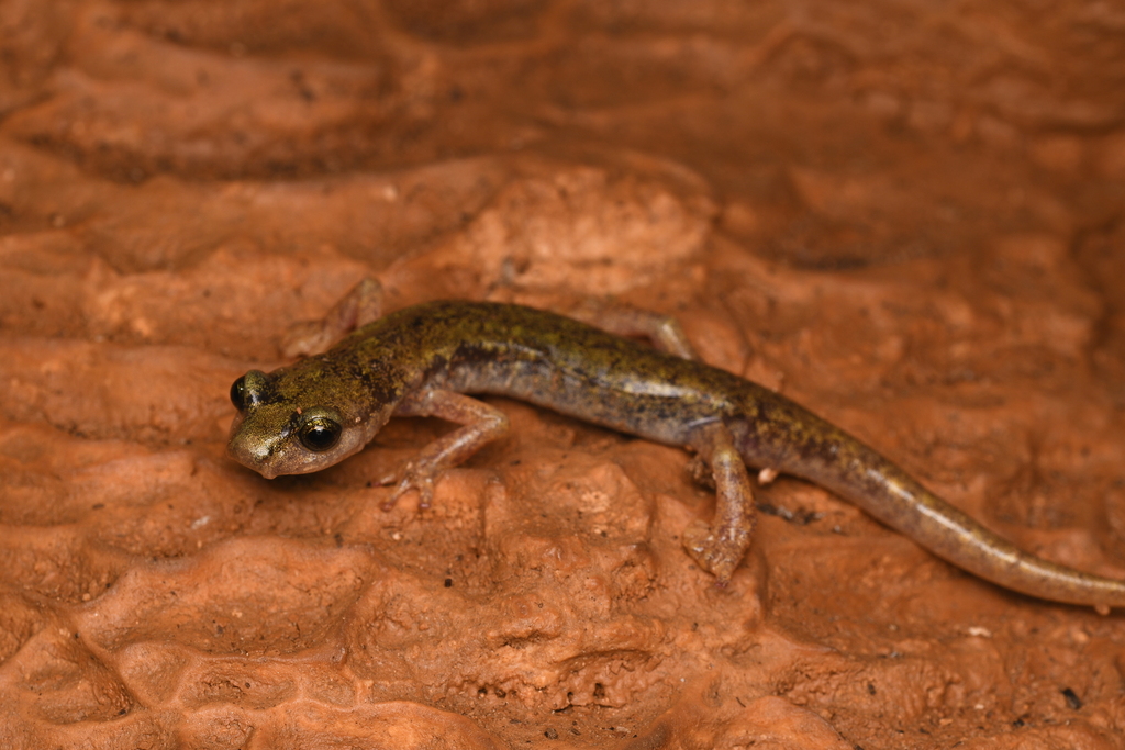 Supramonte Cave Salamander
