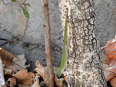 Phelsuma kochi