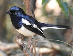 Copsychus albospecularis