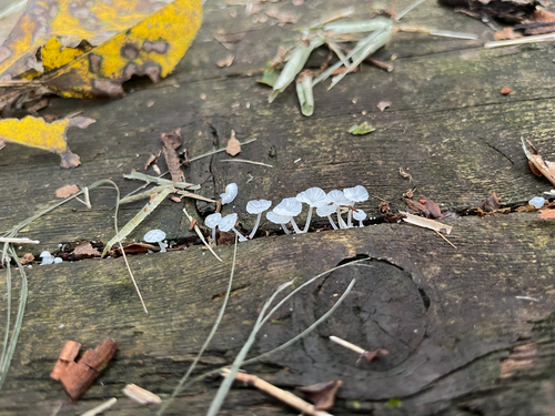 Delicatula integrella