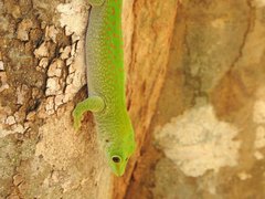 Phelsuma kochi