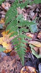 Dryopteris intermedia