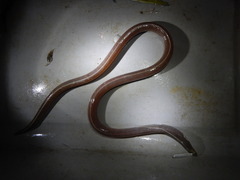 Bascanichthys bascanium