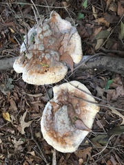 Pseudoinonotus