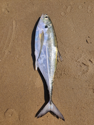 Torpedo Scad