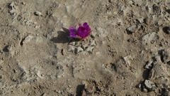 Ariocarpus kotschoubeyanus