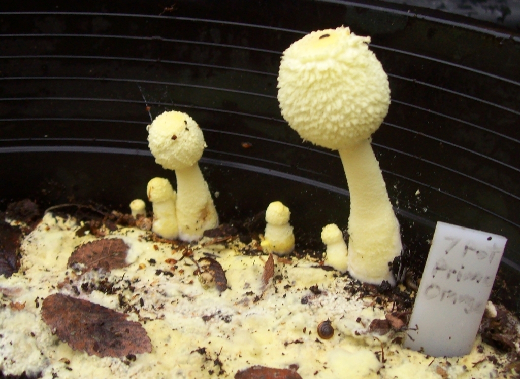 Leucocoprinus birnbaumii image