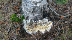 Trichoderma citrinum