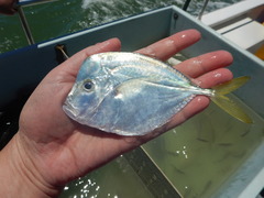 Selene setapinnis