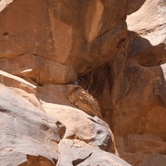 Columba livia targia