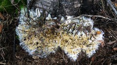 Trichoderma citrinum