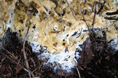 Trichoderma citrinum