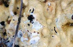 Trichoderma citrinum