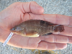 Serranus subligarius