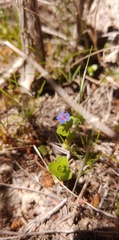 Anagallis