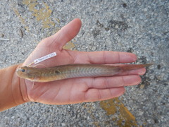 Gobionellus oceanicus