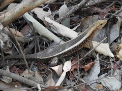 Zonosaurus laticaudatus