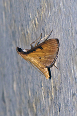 Tatobotys