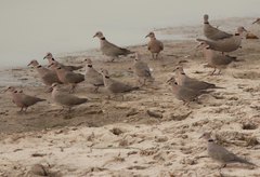 Streptopelia vinacea