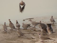 Streptopelia vinacea