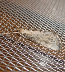 Evergestis isatidalis
