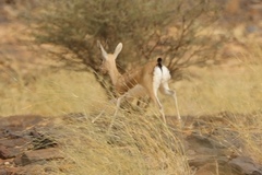 Gazella dorcas