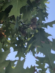 Quercus robur