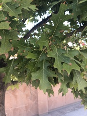 Quercus robur