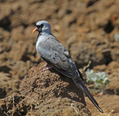 Oena capensis aliena