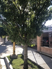 Quercus robur