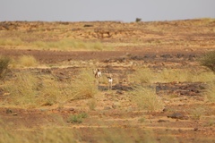 Gazella dorcas