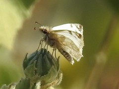 Heliopetes laviana